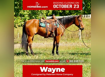 American Quarter Horse, Gelding, 11 years, 15.1 hh, Bay, in Valley Springs,