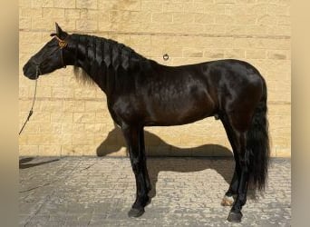 PRE Mix, Stallion, 5 years, 16 hh, Black, in MADRID,