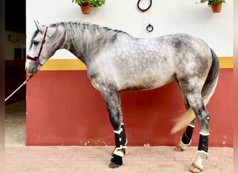 Lusitano, Hengst, 4 Jaar, 161 cm, Schimmel, in Huelva,