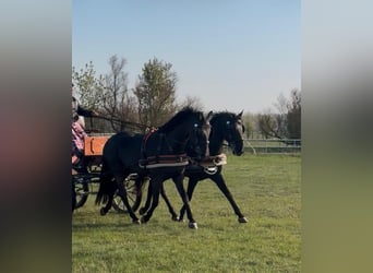 Ungarisches Sportpferd, Wallach, 7 Jahre, 165 cm, Rappe, in Tass