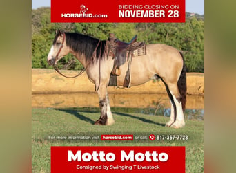 Draft Horse, Gelding, 7 years, Buckskin, in Pilot Point, TX,