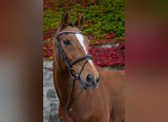 Mare 9 years