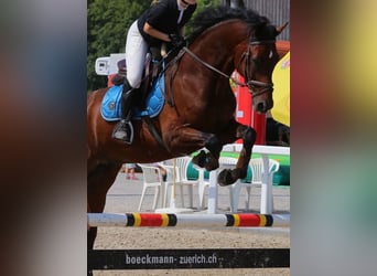 Deutsches Sportpferd, Wallach, 17 Jahre, 172 cm, Brauner, in Thalwil