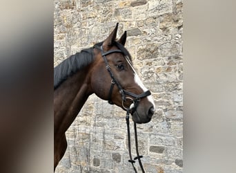 Gelding 7 years