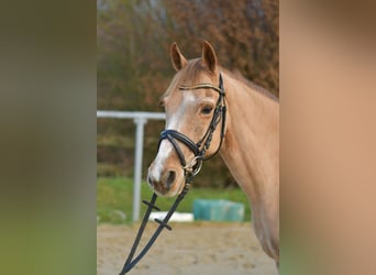 Plus de poneys/petits chevaux, Hongre, 15 Ans, 142 cm, Alezan, in Geilenkirchen