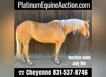 American Quarter Horse, Wallach, 9 Jahre, 152 cm, Palomino, in King City CA,
