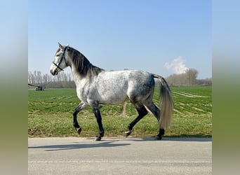 PRE Mix, Wallach, 6 Jahre, 160 cm, Kann Schimmel werden, in Pulheim,