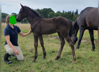 Merrie 1 Jaar