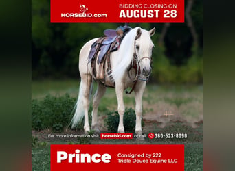 Meer ponys/kleine paarden, Ruin, 13 Jaar, 132 cm, Palomino, in Weatherford, TX,