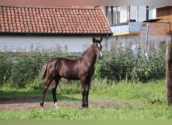 Oldenburger, Hengst, Fohlen (04/2024), Rappe, in zaffelare,