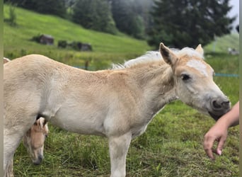 Haflinger, Hengst, Fohlen (05/2024), Fuchs, in Bürserberg,