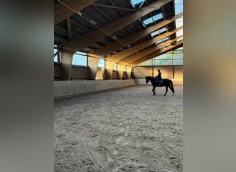 Reitbeteiligung gesucht (Reiterin sucht)