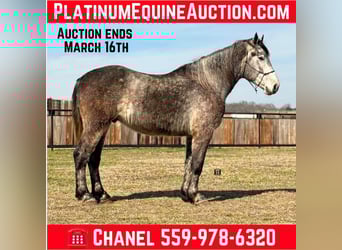 Quarter horse américain, Hongre, 4 Ans, 165 cm, Gris pommelé, in Jacksboro TX,