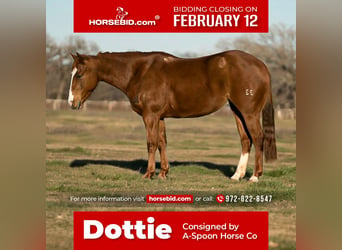 American Quarter Horse, Merrie, 6 Jaar, 147 cm, Roodvos, in Kaufman,