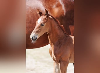 Austrian Warmblood, Stallion, Foal (05/2024), Chestnut-Red, in Haag am Hausruck,