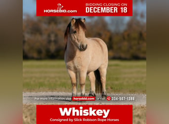 Plus de poneys/petits chevaux, Hongre, 6 Ans, 95 cm, Buckskin, in Weatherford,
