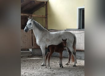 Sportivo Tedesco / Sportivo della Germania, Stallone, Puledri (04/2026), 165 cm, Baio scuro, in Geroldsgrün