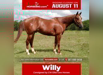 American Quarter Horse, Gelding, 4 years, 14,1 hh, Sorrel, in Healdton, OK