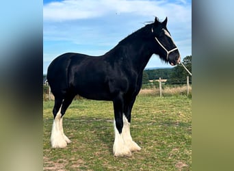 Shire Horse, Mare, 9 years, , in whitegate