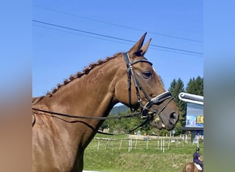 Cheval de sport hongrois, Jument, 17 Ans, 164 cm, Alezan, in Pelmberg,