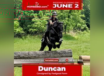 Percheron Mix, Gelding, 6 years, 16.1 hh, Black, in Tuscarora, MD