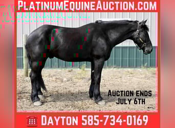 Frison, Hongre, 4 Ans, 168 cm, Noir, in Warsaw, NY