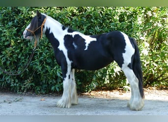 Tinker, Merrie, 6 Jaar, 139 cm, Gevlekt-paard, in Lathen,