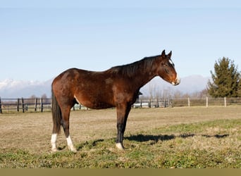 American Quarter Horse, Hengst, 2 Jahre, 145 cm, Brauner, in Caluso,