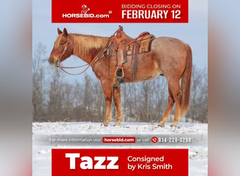 American Quarter Horse, Gelding, 9 years, 15.2 hh, Roan-Red, in Brookville,