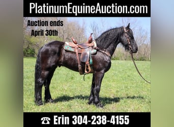 Friesian horses, Gelding, 14 years, 15.2 hh, Black, in Hillsboro KY,