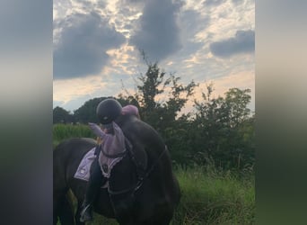 Reitbeteiligung gesucht RsP