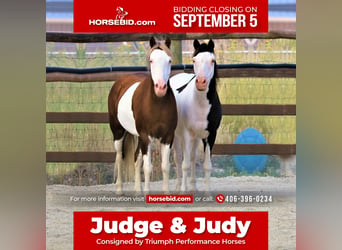 Plus de poneys/petits chevaux, Hongre, 11 Ans, 117 cm, in Hamilton, MT,