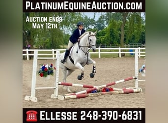 Other Warmbloods, Gelding, 14 years, 16.3 hh, Gray, in Howell MI,