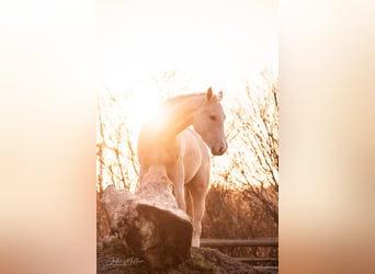Zangersheider, Mare, 3 years, 15,2 hh, Palomino, in Neukirchen-Vluyn,