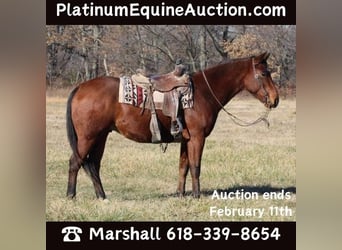 Quarter horse américain, Hongre, 6 Ans, 155 cm, Bai cerise, in Brownstown IL,