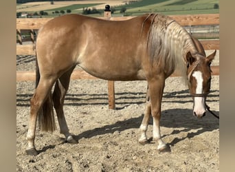 American Quarter Horse, Merrie, 3 Jaar, 152 cm, Red Dun, in Duingen