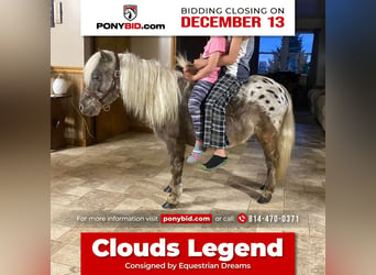 Plus de poneys/petits chevaux, Hongre, 6 Ans, 99 cm, in Rebersburg, PA,