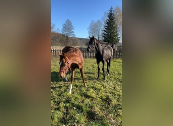 Hengst 1 Jahr
