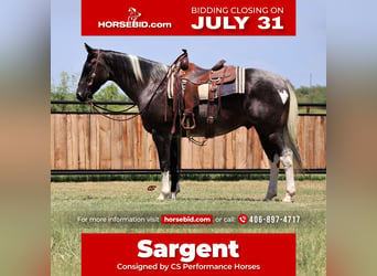 Quarter horse américain, Hongre, 9 Ans, 155 cm, Rouan Bleu, in Jacksboro, TX,