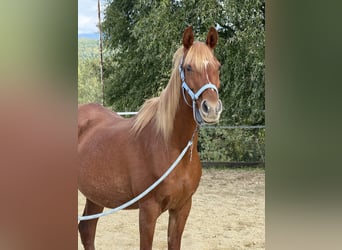 Árabe egipcio, Yegua, 17 años, 155 cm, Alazán, in Neuhaus in der Wart