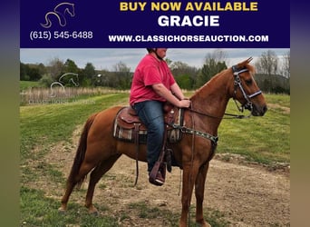 Tennessee Walking Horse, Stute, 8 Jahre, 142 cm, Rotfuchs, in Winchester, KY,
