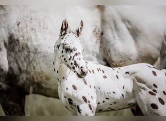 Appaloosa, Hengst, Fohlen (05/2026), Tigerschecke, in Schüpfheim
