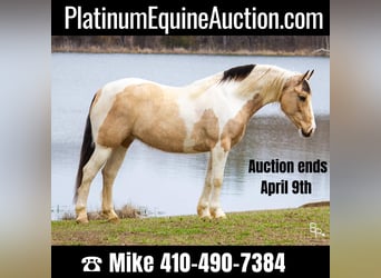 Quarter horse américain, Hongre, 7 Ans, 142 cm, Buckskin, in Mt Grove MO,