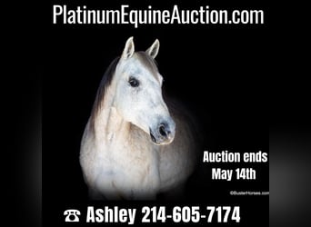 American Quarter Horse, Wallach, 13 Jahre, 157 cm, Schimmel, in Weatherford TX,