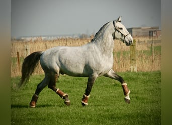 Lusitano Mix, Ruin, 8 Jaar, 158 cm, Schimmel, in Bredene