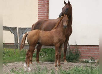 German Sport Horse, Stallion, Foal (04/2024), Chestnut-Red, in Müncheberg,