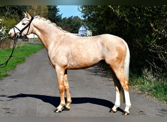 Deutsches Reitpony, Wallach, 4 Jahre, 148 cm, Palomino, in Kamern
