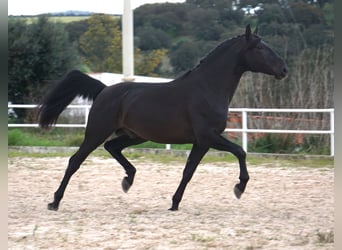 Lusitano, Stallion, 4 years, 16.1 hh, Black, in coruche