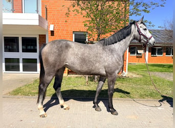 Oldenburg-International (OS), Mare, 4 years, 16.2 hh, Grey, in Zülpich