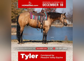 American Quarter Horse, Gelding, 9 years, 15.1 hh, Buckskin, in Robards,